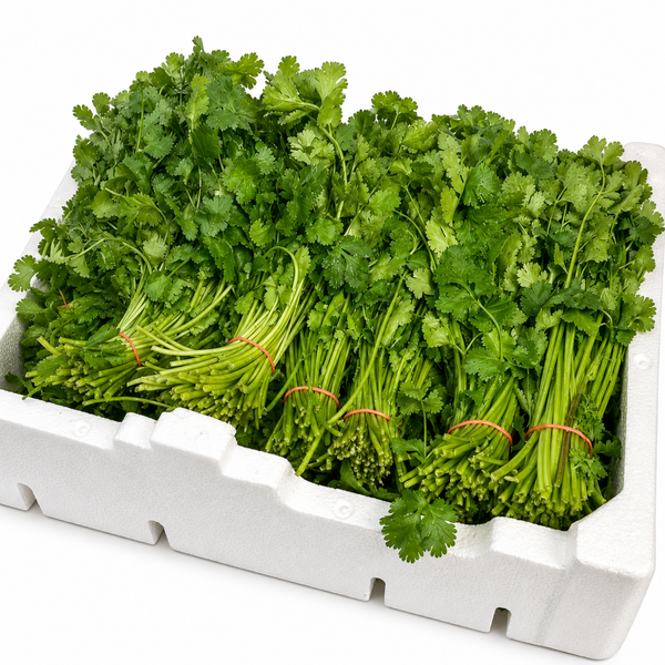 Fresh Coriander Box