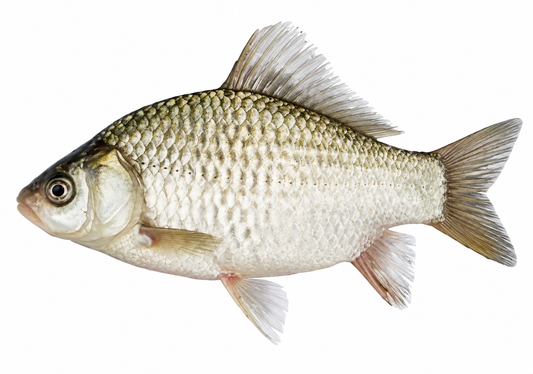 Buy Fish online in the UK | Frozen from Al Haayaat