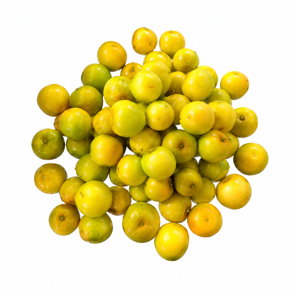 Buy Tok Boroi online in the UK - IBCO | Frozen from Al Haayaat
